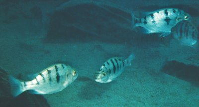 shoal of Oreochromis karongae, photo © by Eva Hert