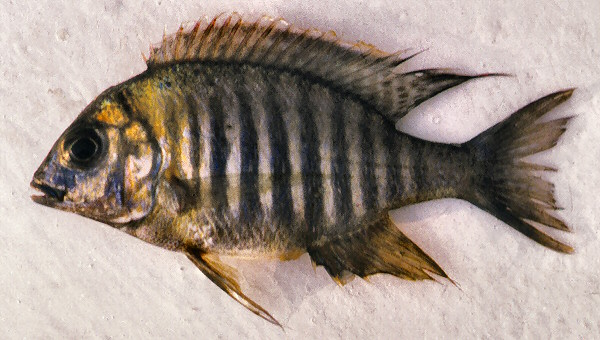Lethrinops 'micrentodon Makokola', photo copyright © by G. F. Turner