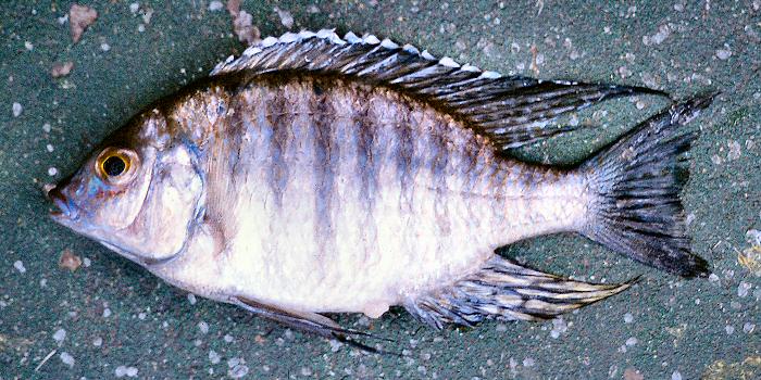 Lethrinops stridei, photo copyright © by G. F. Turner