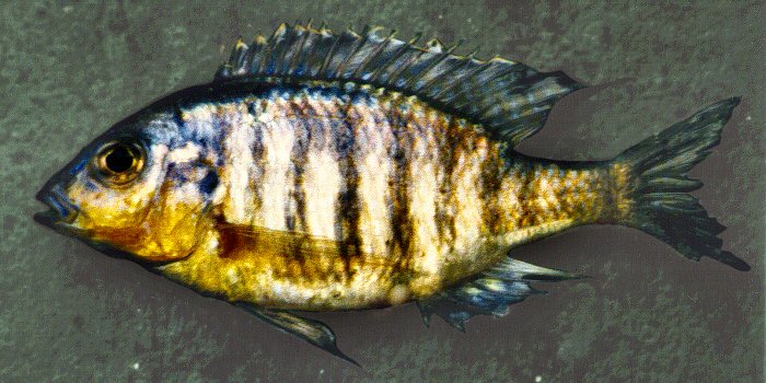 Lethrinops 'yellow chin', photo copyright © by G. F. Turner