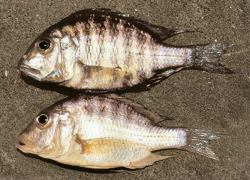 Lethrinops gossei, male (above) and female, photo copyright © by G. F. Turner