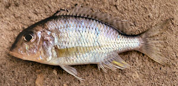 Lethrinops 'deep-water albus,' female, photo copyright © by G. F. Turner