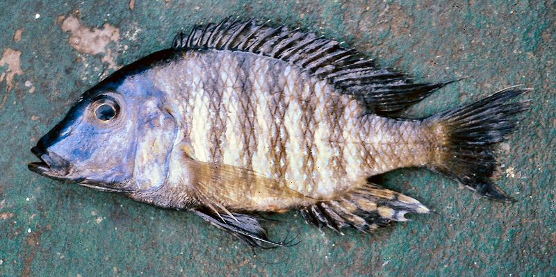 Lethrinops longipinnis, male, photo copyright © by G. F. Turner