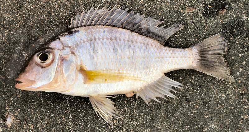 Possibly Lethrinops longipinnis, female, photo copyright © by G. F. Turner