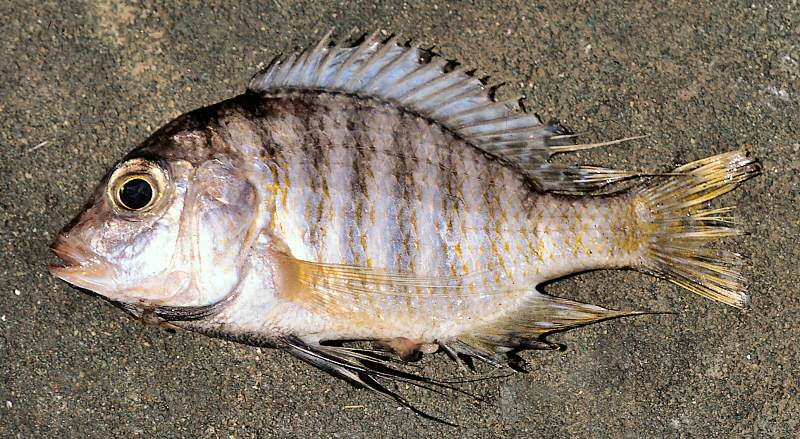Lethrinops mylodon, female, photo copyright © by G. F. Turner