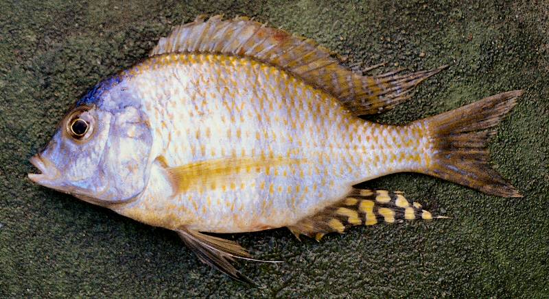 Lethrinops mylodon, male, photo copyright © by G. F. Turner