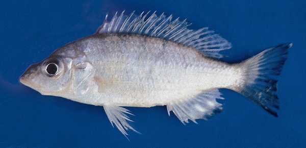 Placidochromis acuticeps, photo copyright © by G. F. Turner