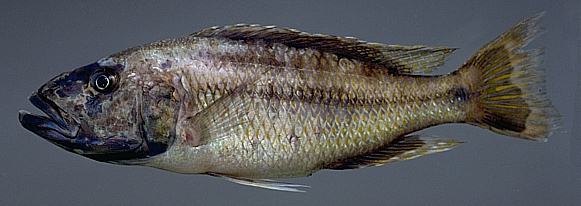 Tyrannochromis cf. maculiceps, photo copyright © by M. K. Oliver