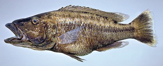 Tyrannochromis polyodon, photo copyright © by M. K. Oliver