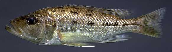 Hemitaeniochromis urotaenia, photo copyright © by M. K. Oliver