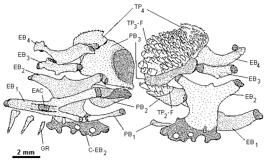 Upper gill arches
of Nimbochromis venustus from Lake Malawi