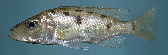 Stigmatochromis woodi, photo copyright © by M. K. Oliver
